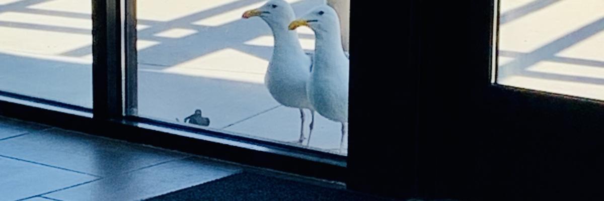 visitors
