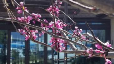 St Peters by the Sea - Tree Blossom